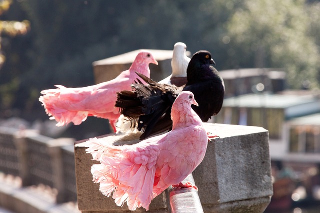 培养队员的 培养队员的